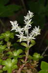 Woodland stonecrop